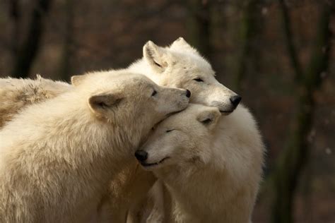 White Wolf : Video : Arctic White Wolves in the Wild