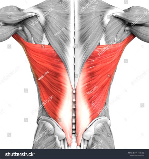 Latissimus Dorsi Muscle