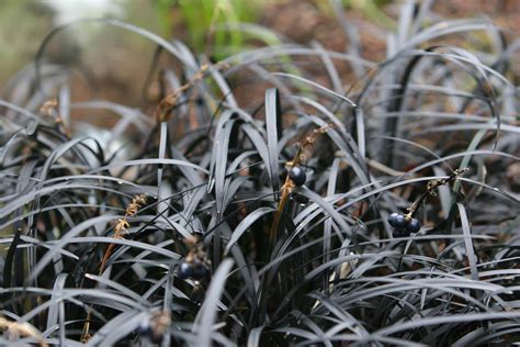 Spooky Outdoor Plants for Haunted Halloween Container Gardens ...