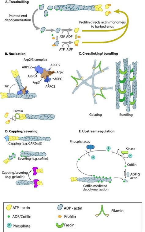 Actin binding proteins influence actin dynamics: | Study biology, Cell ...