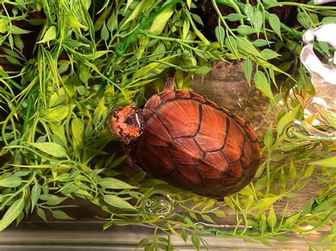 Mud Turtle Care 101: Complete Guide to Tank Size, Breeding, and Disease - The Aquarium Guide