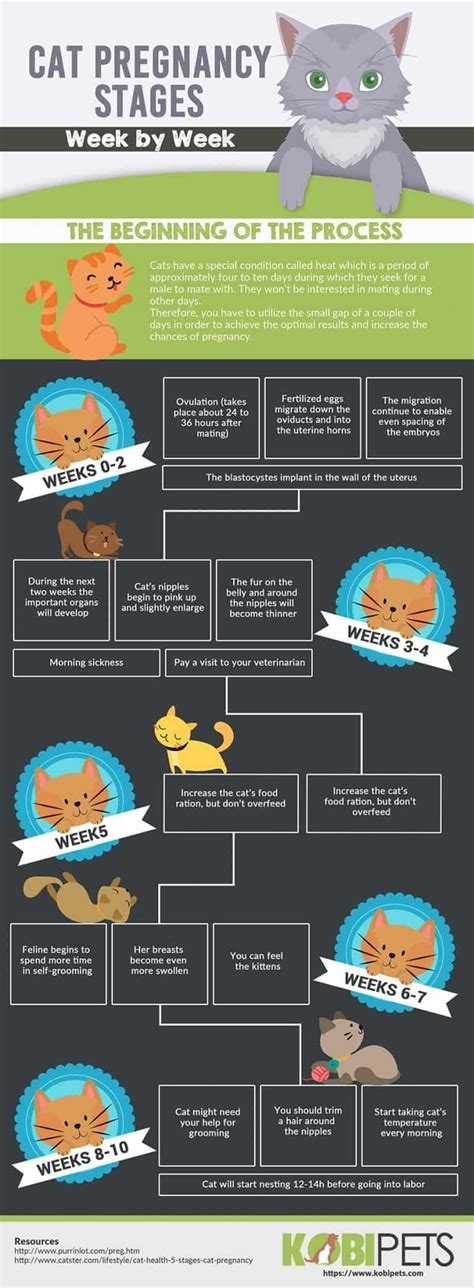 Cat Pregnancy Timeline and Labor Advice - Kobi Pets | Pregnant cat, Cat ...