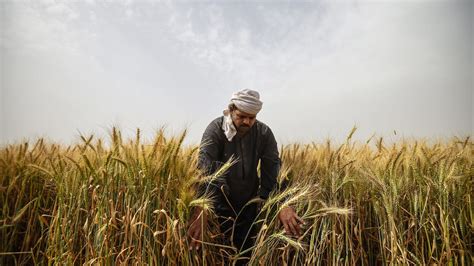 Egypt's farmers are embracing tech to solve age-old farming issues