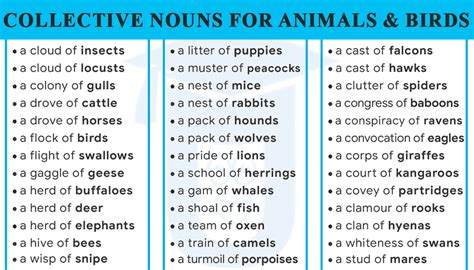 Collective Nouns For Animals And Birds