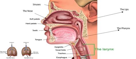 Anatomy of the Voice Diagram | Quizlet