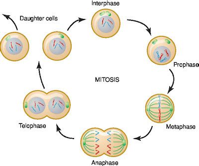 Mitosis Cycle Diagram | Quizlet