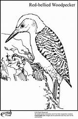 Woodpecker Coloring Page sketch template