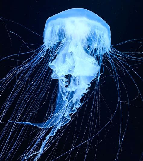 dayum62 | Jellyfish photography, Deep sea creatures, Underwater creatures