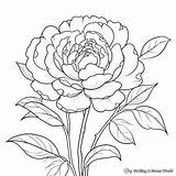 Peony Coloring Pages  Free & Printable sketch template