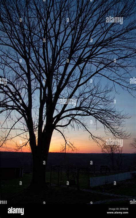 tree silhouette at sunrise Stock Photo - Alamy