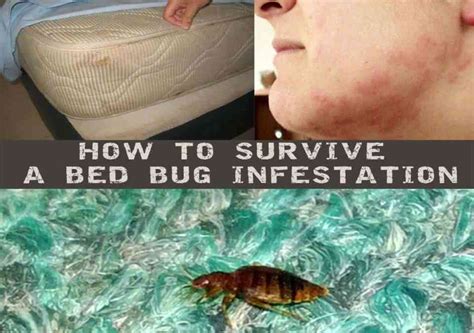 How to Survive a Bed Bug Infestation | Prepper's Will