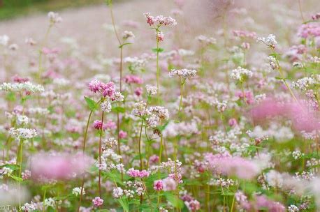 Flowers of Vietnam: An updated guide for romantic travellers