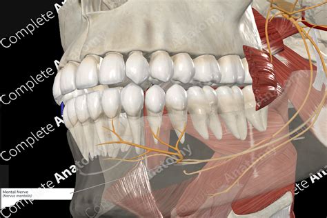 Mental Nerve | Complete Anatomy