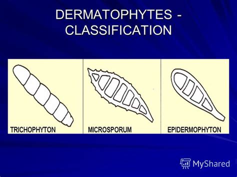 Презентация на тему: "Dermatomycoses: from head to toe. PROLOGUE: A BIOLOGICAL GUIDE For a long ...