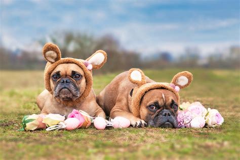 Easter Bunny Pics for Pups! - Weston Nurseries