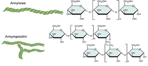 1.4 Structure & Properties of Starch Diagram | Quizlet