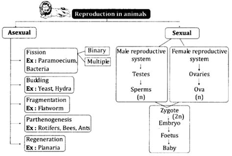 Explain reproduction in animals with diagram? - Sarthaks eConnect ...