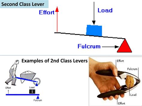 Types of Lever - Class 5 - CBSE Class Notes Online - Classnotes123