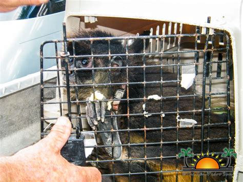 Emaciated Spider Monkey rescued on Ambergris Caye - The San Pedro Sun