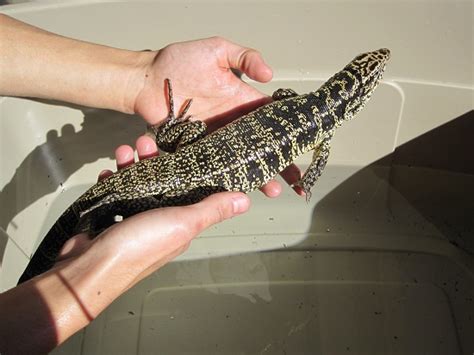 Columbian Tegu Facts and Pictures