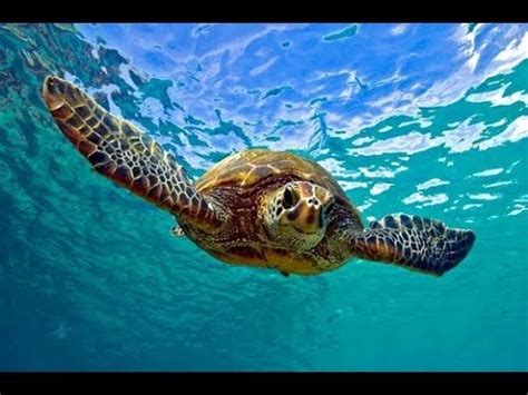 Facts: The Green Sea Turtle - YouTube