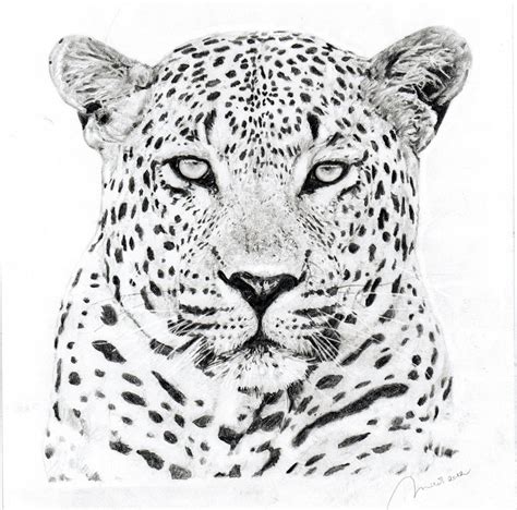 Leopard Sketch | Drawing Skill