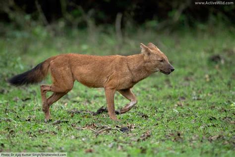 Dhole Facts, Pictures & Information. Discover An Endangered Asian Dog