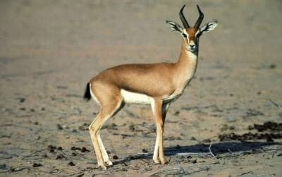 Gazelle | The Life of Animals