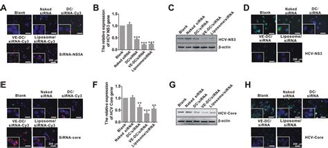 Inhibition of HCV replication in Huh7.5.1-HCV cells and core protein... | Download Scientific ...