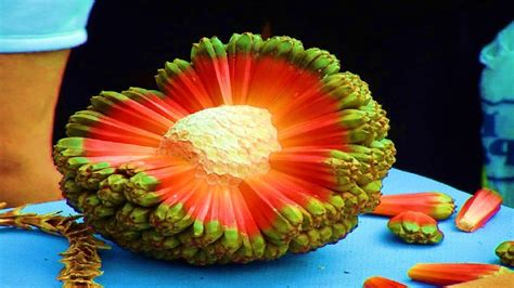 5 of the Weirdest Fruits in The World | Weird fruit, Fruit, Pandan