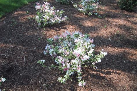 Weigela -Weigela florida | Baltimore Maryland Landscape Design