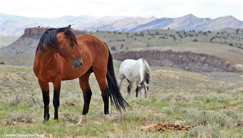 Spring Creek Basin Mustangs | Tracking the Wild Horses of Spring Creek Basin