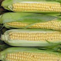 Dekalb Varieties of Corn Seed | eHow