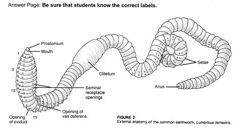 Anatomy Of A Worm Diagram - Anatomical Charts & Posters