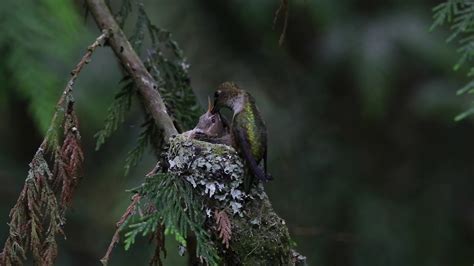 Rufous Hummingbird Nest .. My 1st encounter ever! - YouTube