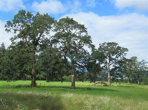 Cowichan Garry Oak Preserve | The Nature Conservancy of Cana… | Flickr