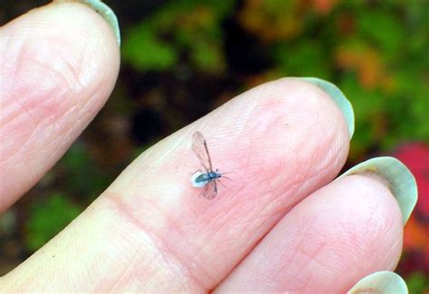 smallest insect in the world | Maw | Pinterest | World, The world and Fun