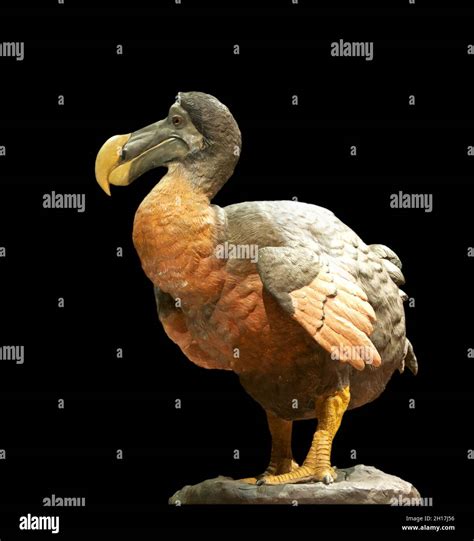 Dodo - Modern reconstruction of a dodo at the National Museum of Natural History in Paris Stock ...