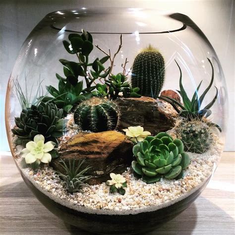 Pin by Carole J. Hawks on Cactus | Beautiful terrariums, Succulent garden diy, Succulent terrarium