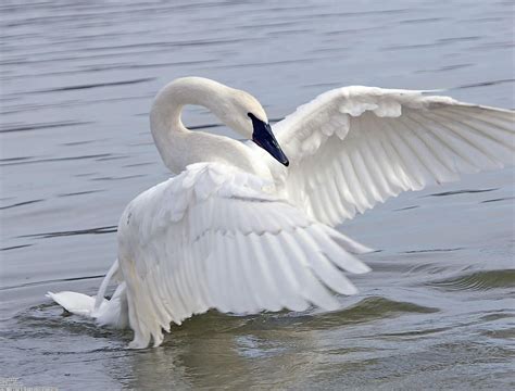 Image - Beautiful Swan Spread Wings in Water.jpg | Spirit Animals Wiki ...