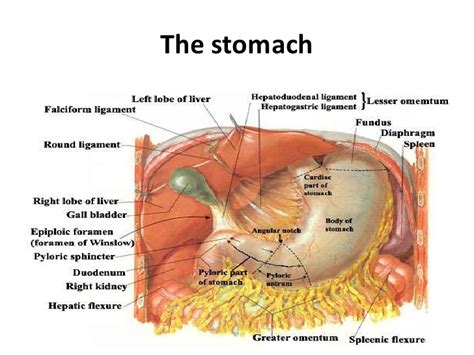 Greater Omentum - Function, Location, FAQs and Related Conditions