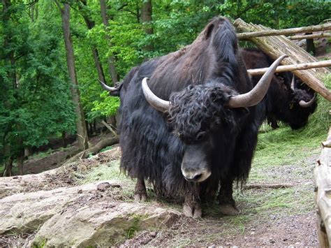 Wild Yaks Animals | Amazing Facts & Latest Pictures | All Wildlife ...