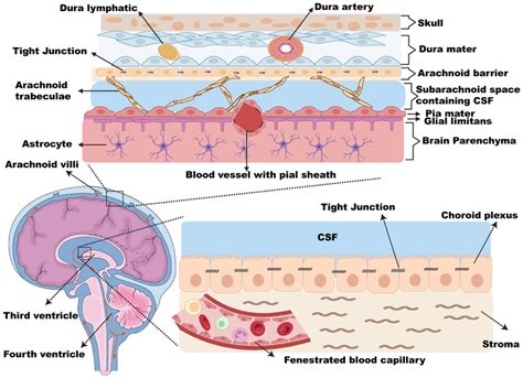 The leptomeninges and CSF biology. The side view of the brain... | Download Scientific Diagram