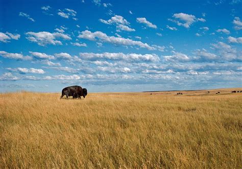 Buffalo on prairie, Great Plains , South Dakota. Badlands National Park ...