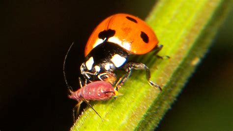 Ladybird Beetle Feeding