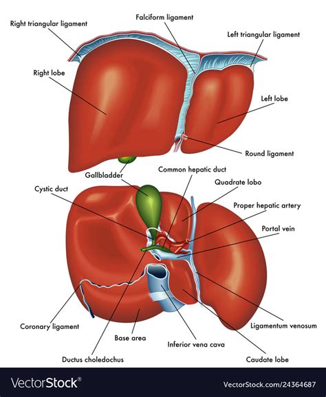 Anatomy liver Royalty Free Vector Image - VectorStock