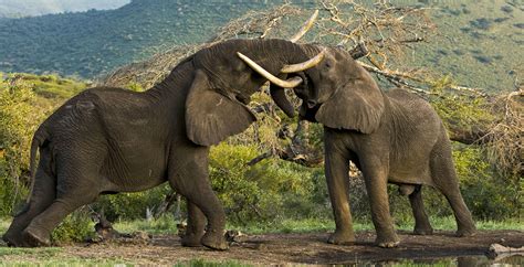 Amboseli National Park, The Chyulu Hills and Taita, Kenya - Journeys by ...