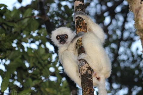 Silky sifaka Archives – Lemur Conservation Network