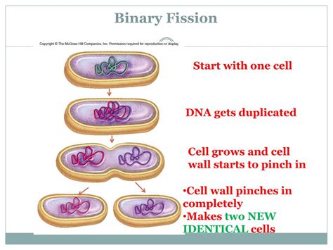 PPT - Bacteria PowerPoint Presentation, free download - ID:1927919