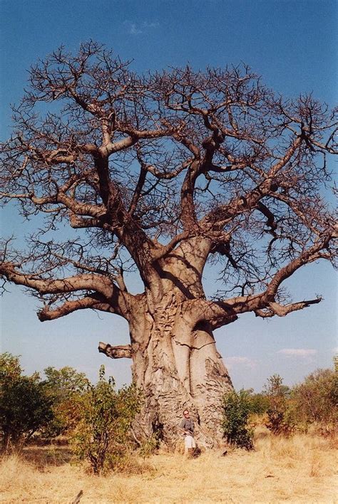 Baobab pianta - Alberi Latifolie - Baobab pianta